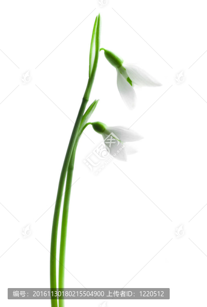 雪花蓮