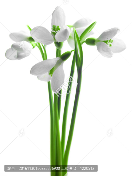 雪花蓮的花束