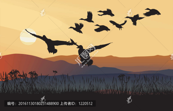 綠頭鴨的日出