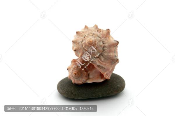 海貝殼