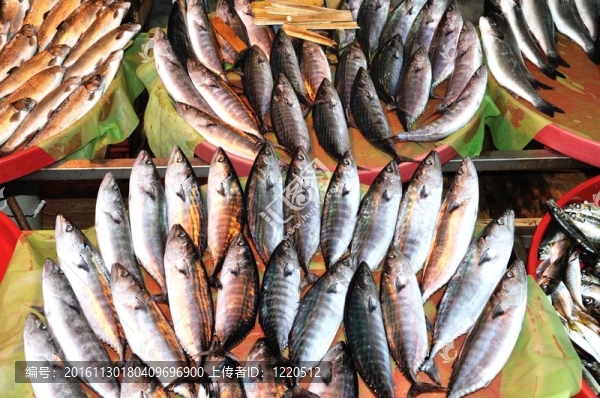 新鮮的海水魚