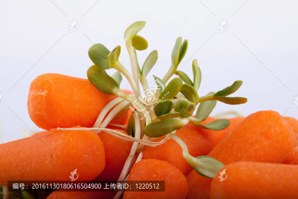 白色背景新鮮苜蓿芽和胡蘿卜