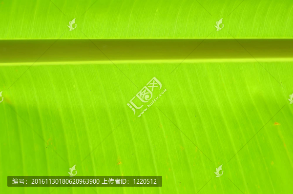 綠色的葉子