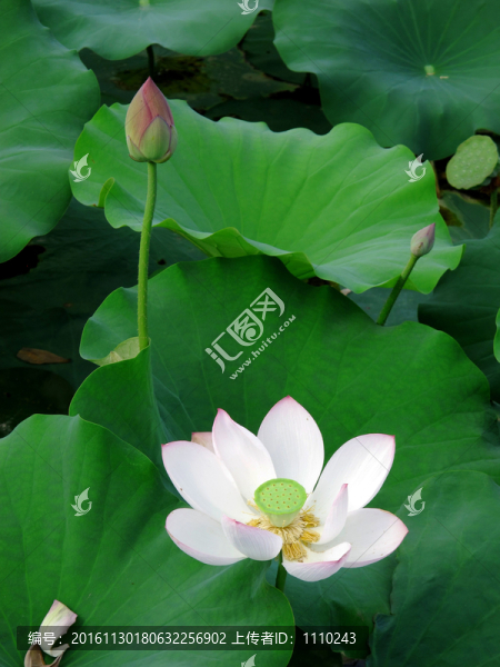 亭亭玉立,荷花
