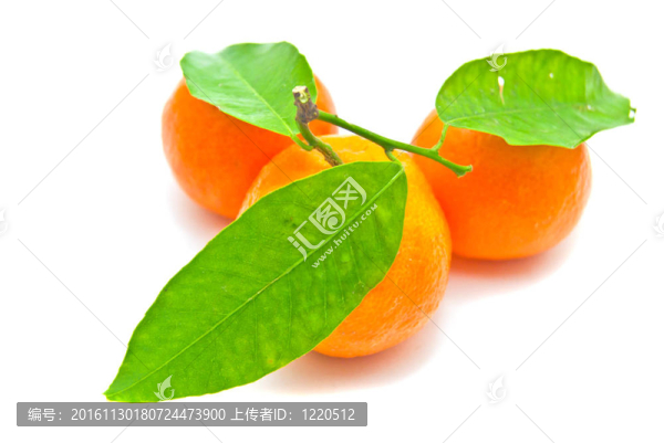 三橘子在樹枝上