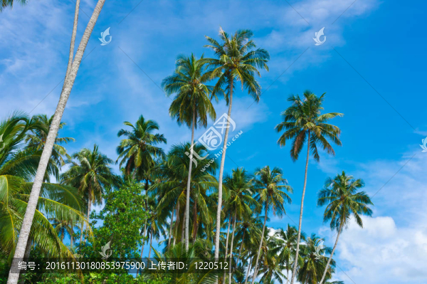 沙漠島上的棕櫚樹