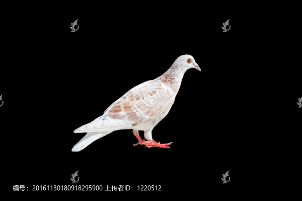 一只白棕鴿分離