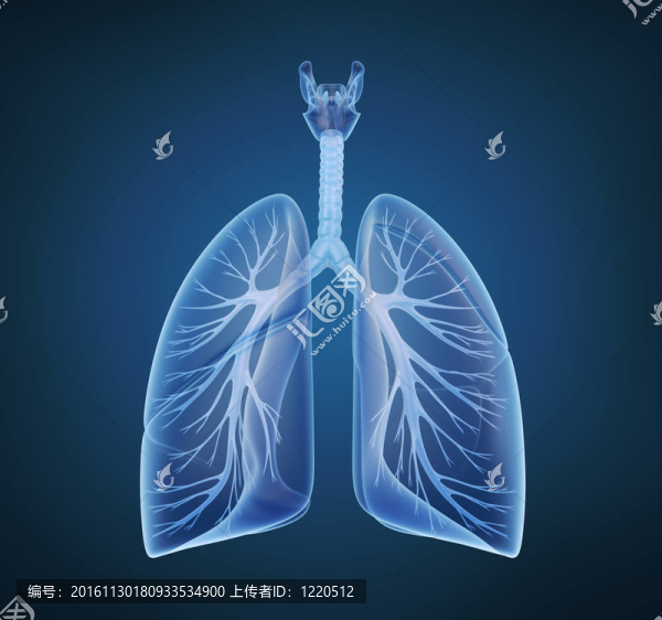 在X射線人體肺和支氣管