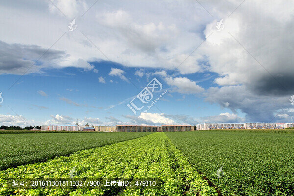 北大荒,黃豆,大田,TIF格式