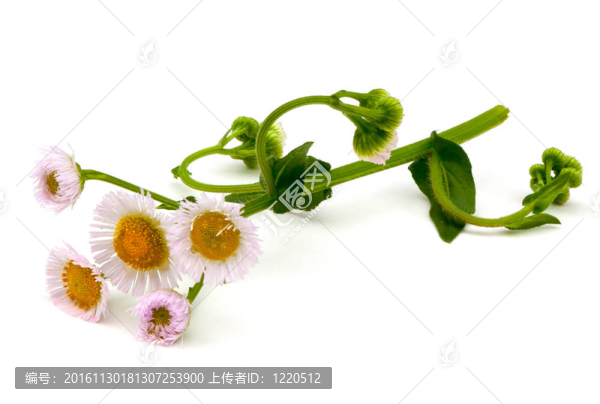 燈盞細(xì)辛