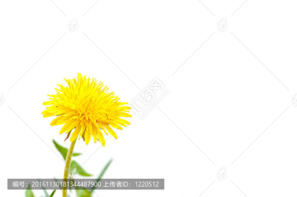 白色的黃色蒲公英