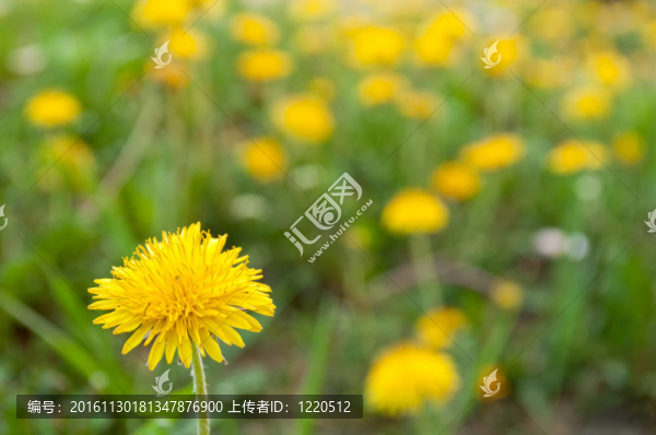 黃色的蒲公英