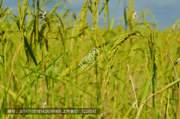 稻田
