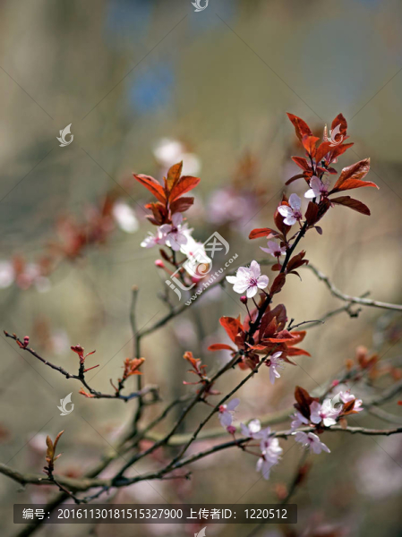 櫻花