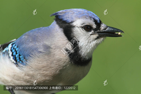 藍鳥吃花生