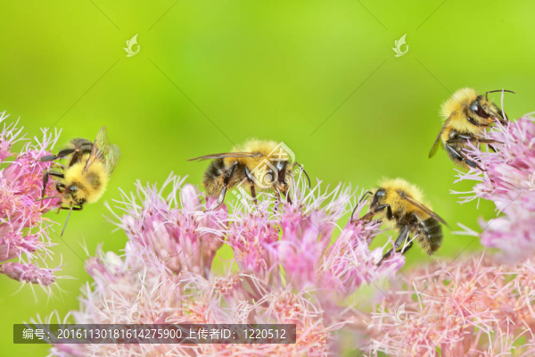 蜜蜂