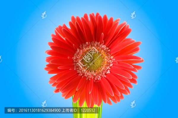 鮮花與漸變背景