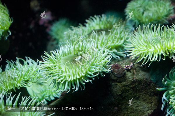 綠海葵