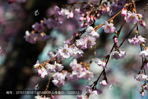 櫻花