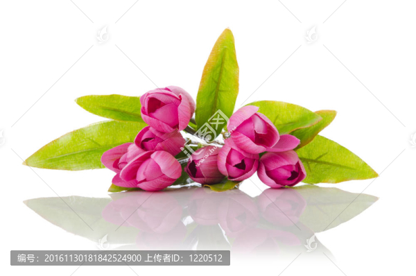 郁金香上的花是白色的