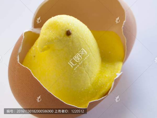 小雞