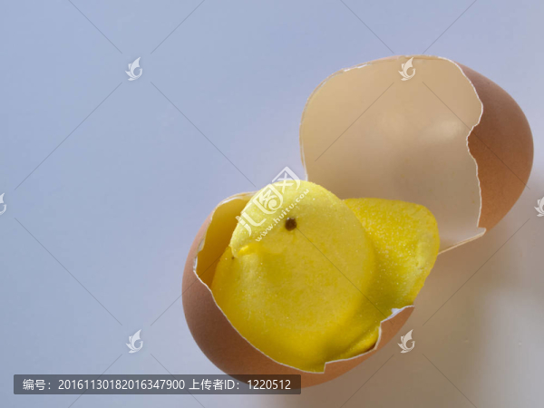 小雞