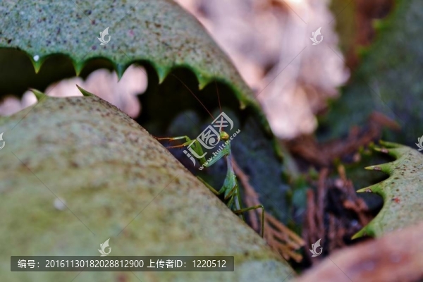 螳螂