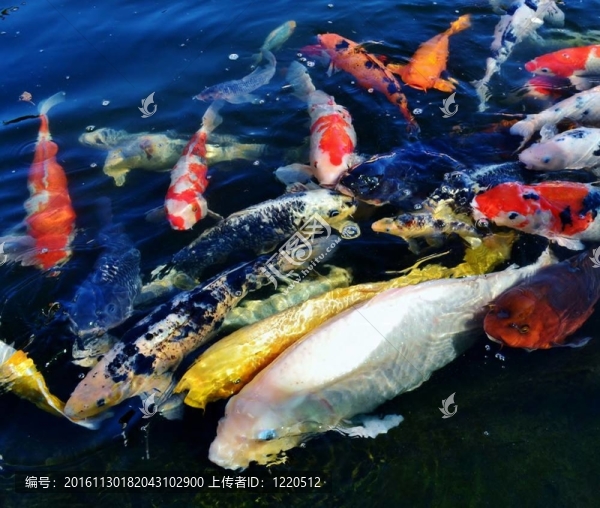 錦鯉魚(yú)