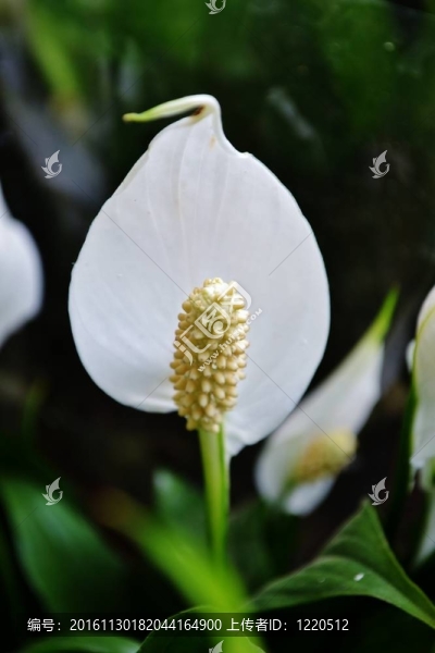百合花