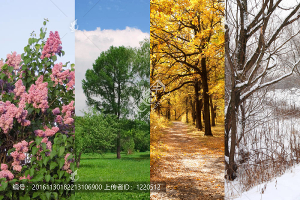 四季春；夏；秋；冬樹拼貼