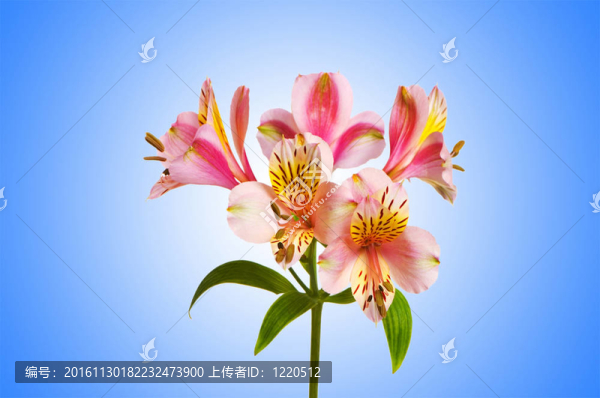 漸變背景的彩色百合