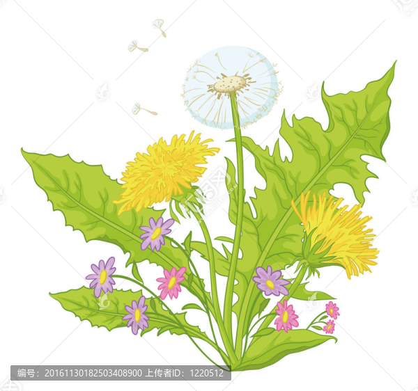 花與葉的蒲公英