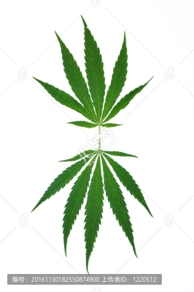 大麻葉-匯圖網(wǎng) www.fosd68.com 大麻葉