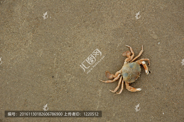 螃蟹在沙灘上