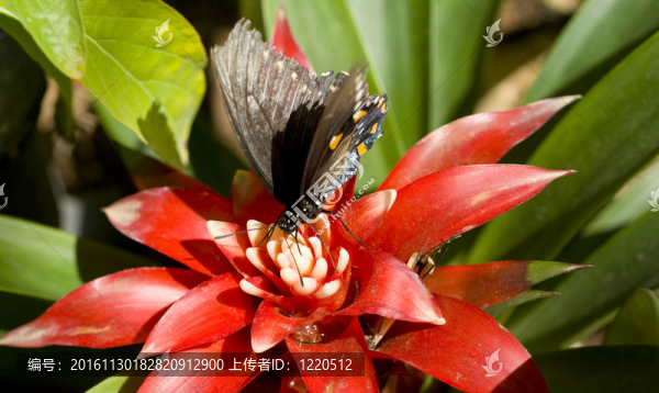 Pipevine,Swallowtail降落