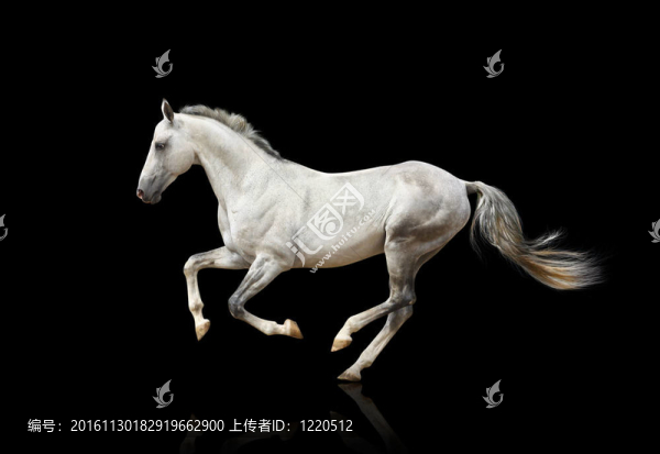 白馬威士忌分離