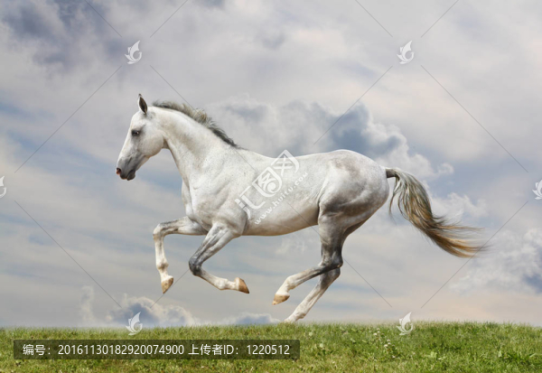 白色的馬