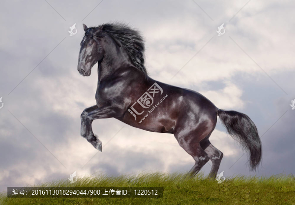 黑駿馬酒莊