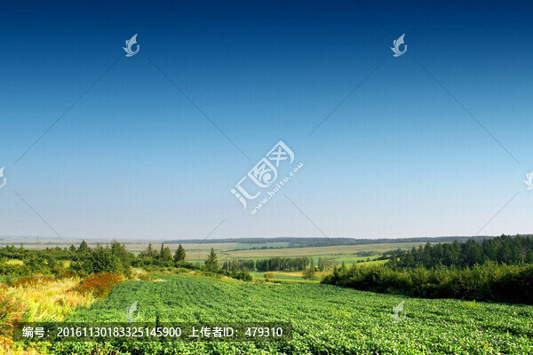北大荒,黃豆,大田,TIF格式
