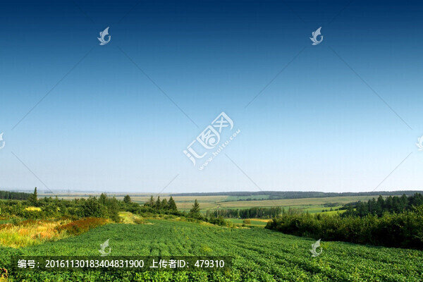 北大荒,黃豆