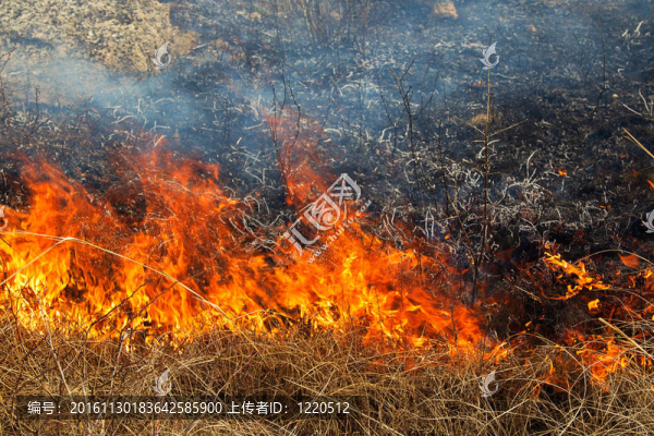 干草在森林中燃燒；春日；大風(fēng)