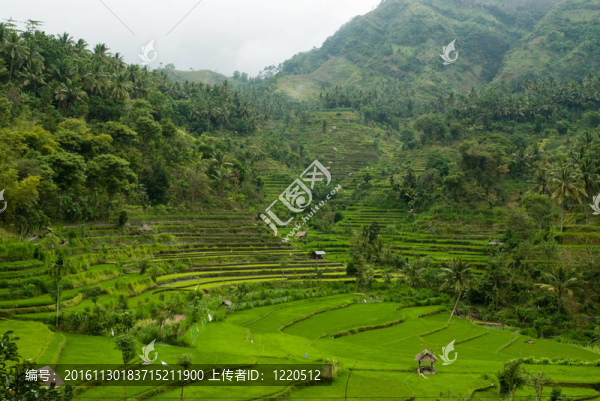 巴厘谷