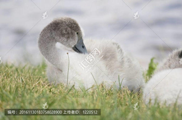 小天鵝