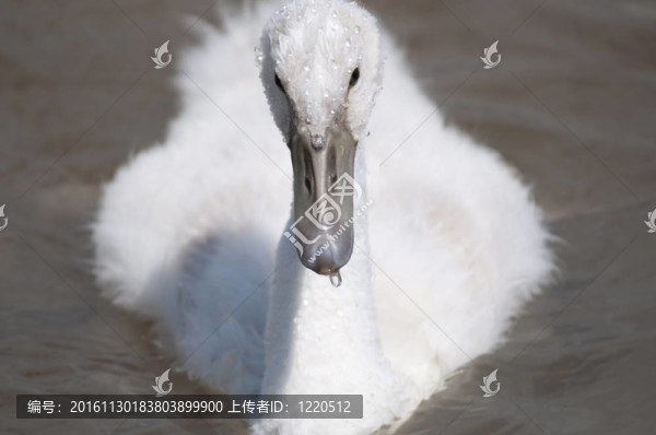 小天鵝