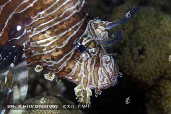 獅子魚(yú)（Pterois英里）在紅海。