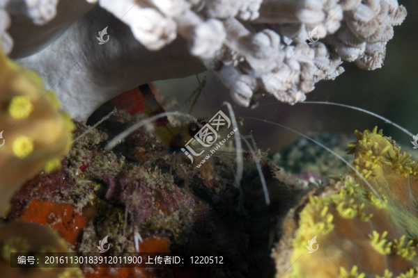 拳師蝦（櫻花蝦）在紅海。