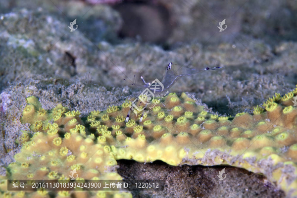 長臂清潔蝦（periclemenes,longicarpus）在紅海。