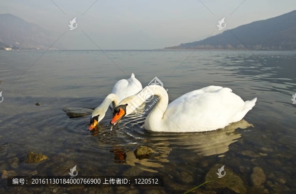 天鵝的愛情