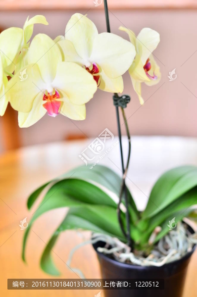 白蘭花