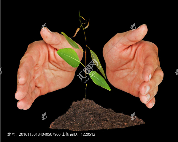 用手保護(hù)的樹苗